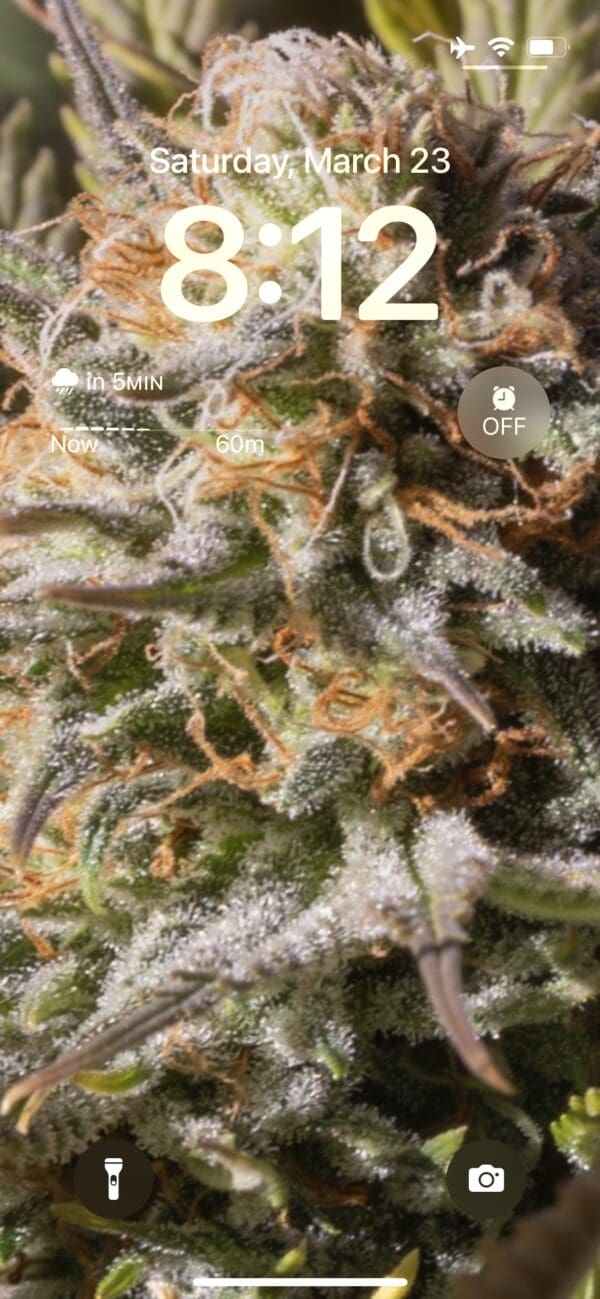 Phone lock screen: cannabis close-up.