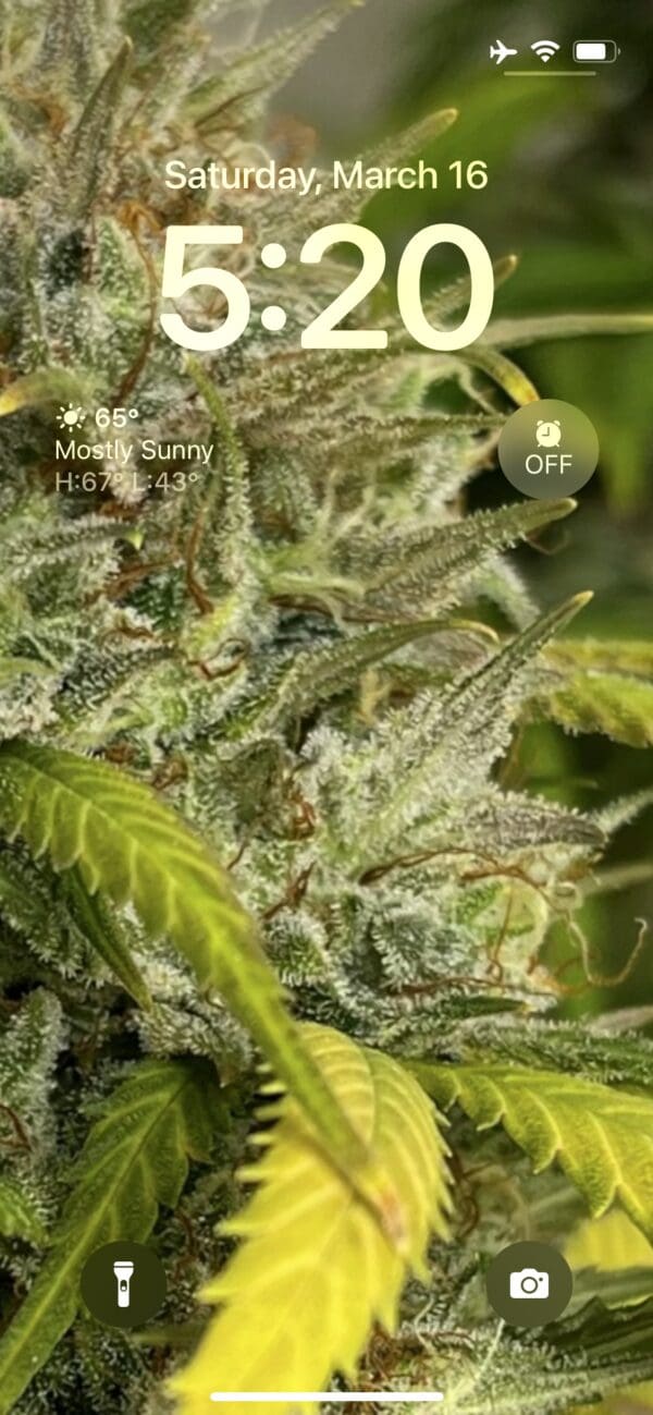 Cannabis plant phone lock screen.