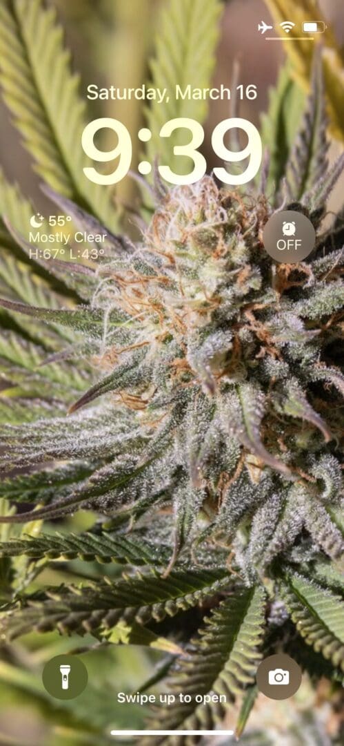 Here's an alt tag for the image: Cannabis plant phone lock screen.