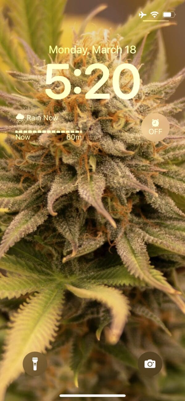 Cannabis bud, phone screen, 5:20 AM.