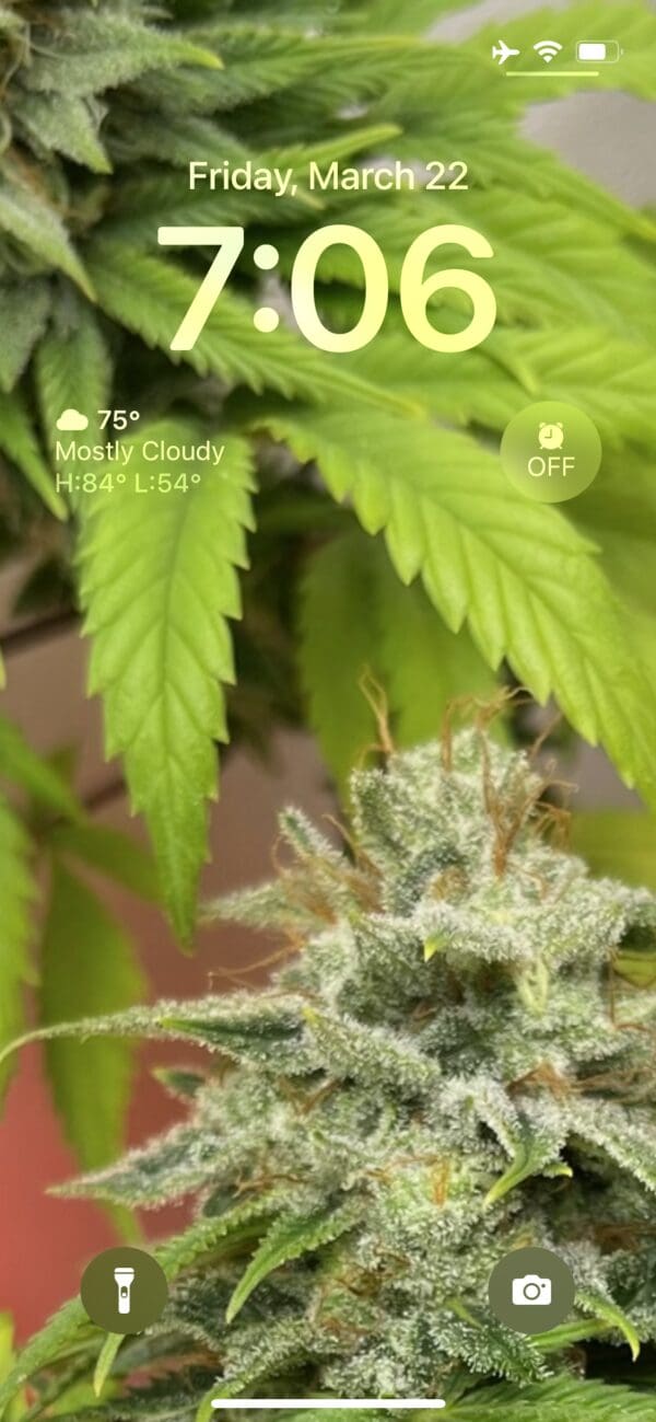 Cannabis plant, March 22, 7:06 AM.