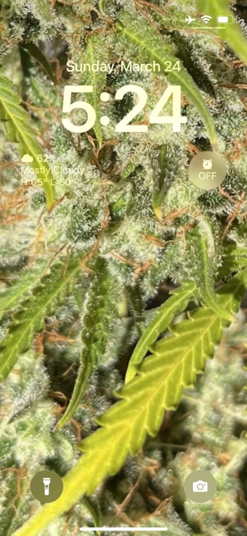 Close-up of cannabis plant, March 24.