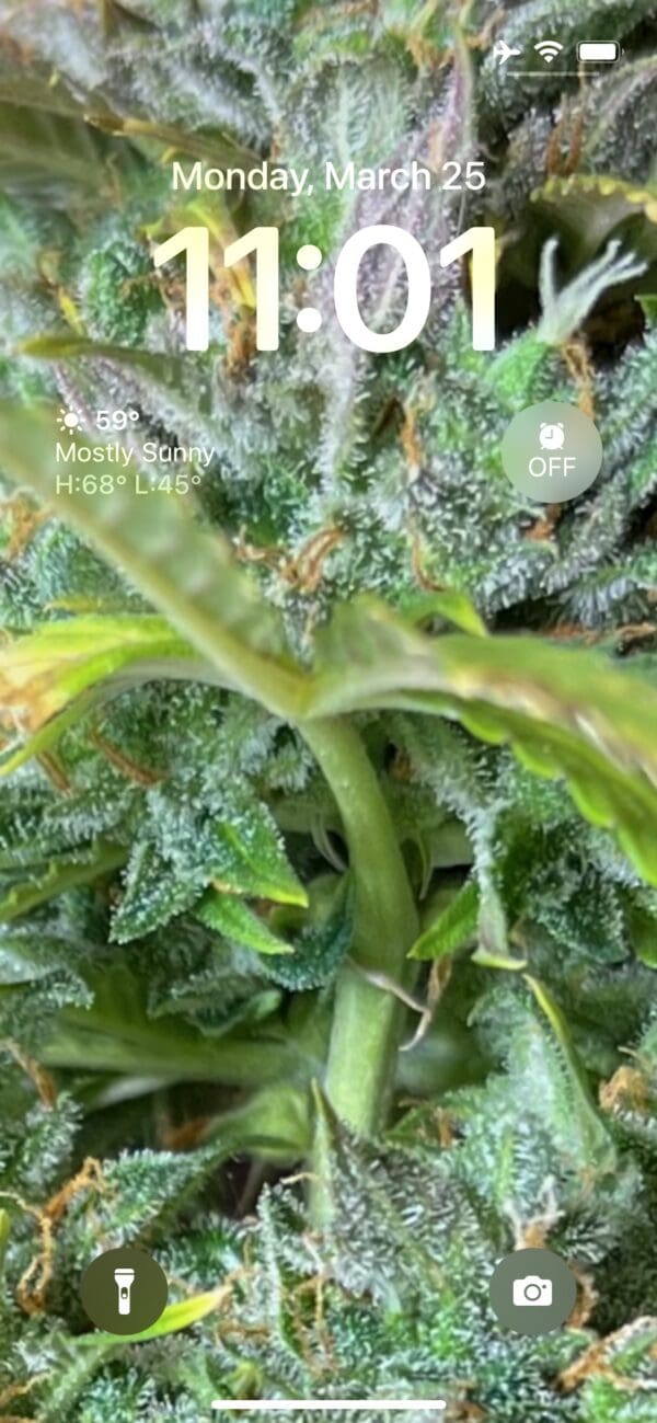 Close-up of marijuana plant, 11:01 AM.